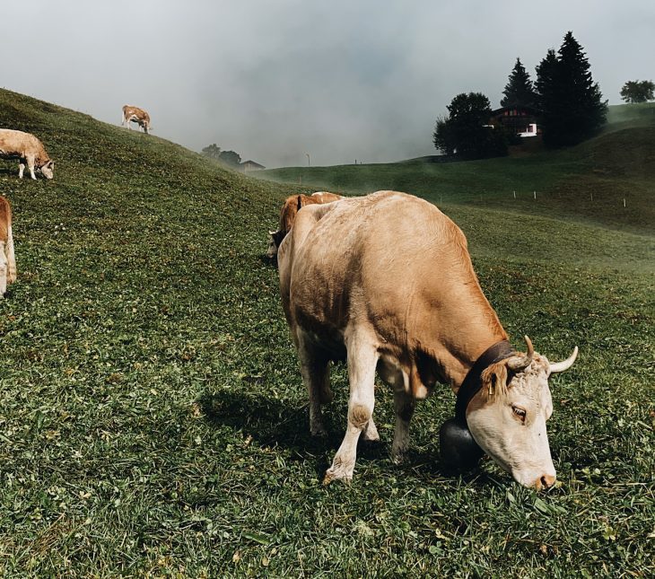 Alpine Cow 2